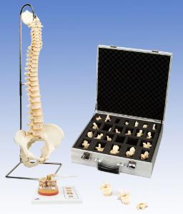 3B Scientific® Spinal Study Bundle