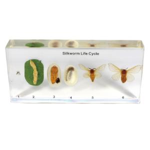 Silkworm Life Cycle