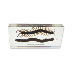 Centipede And Millipede