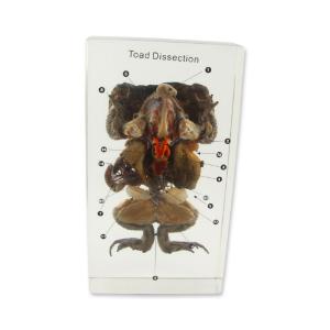 Real Bug Specimen Mount, Toad Dissection