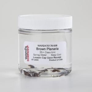 Ward's® Live Brown Planaria<i> (Dugesia dorotocephala)</i>