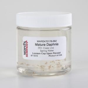 Ward's® Live Water Fleas (<i>Daphnia magna</i>)