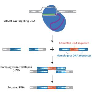 CRISPR for cystic fibrosis