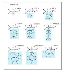 Amino Acids, Set of 20