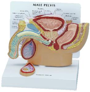 GPI Anatomicals® Basic Pelvic Models