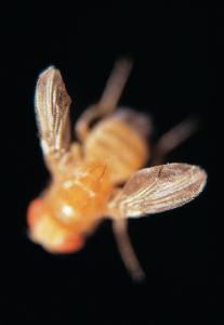 Ward's® Live <i>Drosophila melanogaster</i> - Chromosome I Mutants