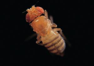 Ward's® Live <i>Drosophila melanogaster</i> - Chromosome II Mutants