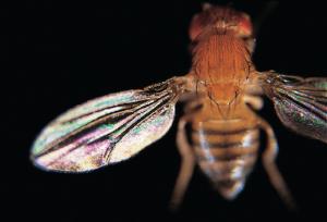 Ward's® Live <i>Drosophila melanogaster</i> - Chromosome II Mutants