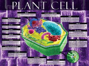 Cells: Structure, Function and Processes Posters