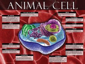 Cells: Structure, Function and Processes Posters