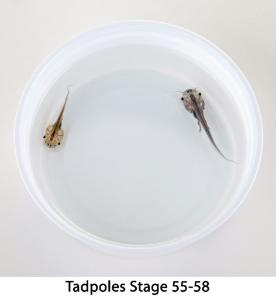 Ward's® Live African Clawed Frogs and Food (<i>Xenopus laevis</i>)