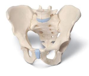 3B Scientific® Male Pelvis Models