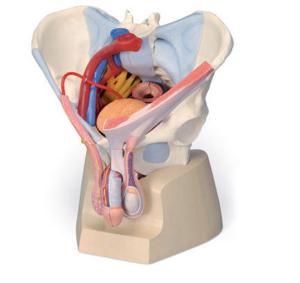 3B Scientific® Male Pelvis Models