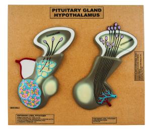 Model pituitary gland (hypothalamus)