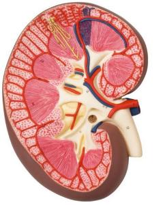 3B Scientific® Kidney Section Models