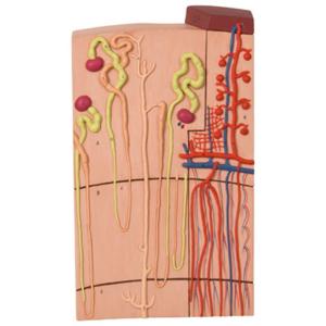 3B Scientific® Kidney Section Models