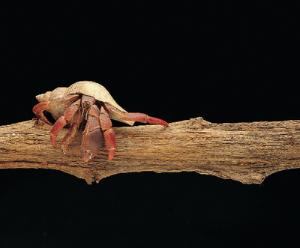 Ward's® Live Terrestrial Hermit Crab (<i>Cenobita sp</i>.)