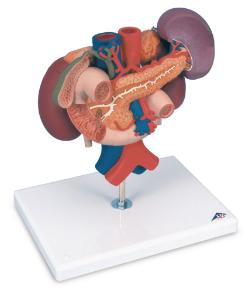 3B Scientific® Organs Of The Upper Abdomen Models