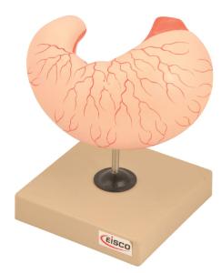 Eisco® Stomach Model