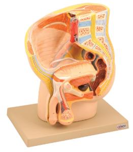 Eisco® Male Pelvis Section Model