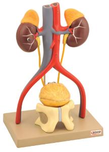 Eisco® Standing Urinary System