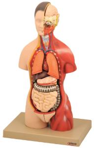 Eisco® Half Sized Torso Models