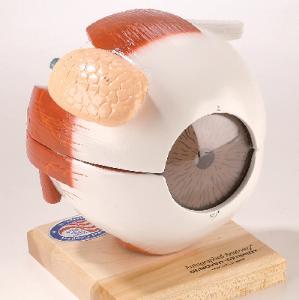 Denoyer-Geppert® Giant Eye Models