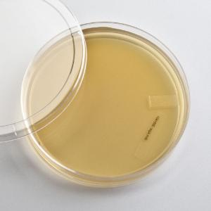 Ward's® Prepared Brain-Heart Infusion Agar