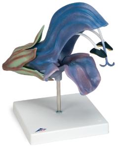 3B Scientific® Floral Models