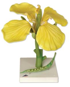 3B Scientific® Floral Models