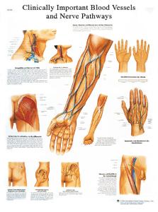 3B Scientific® Blood Vessel Chart