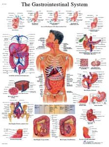 3B Scientific® Digestive System Chart