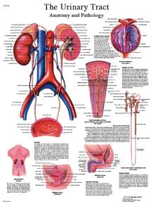 3B Scientific® Urinary Chart