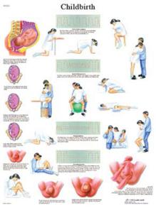 3B Scientific® Childbirth Chart