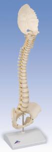 3B Scientific® BONElike™ Childs Vertebral Column