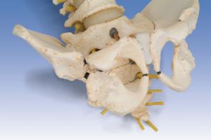 3B Scientific® BONElike™ Childs Vertebral Column