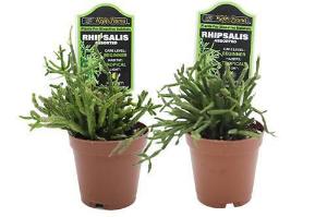 Rhipsalis