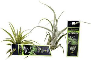 Tillandsia