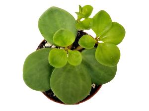 Peperomia