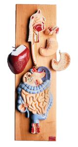 Denoyer-Geppert® Digestive System Model