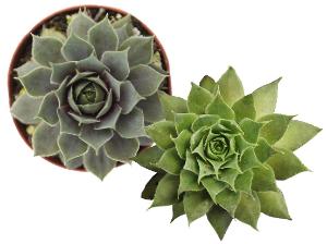 Sempervivum