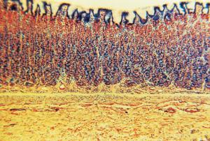 Stomach, Fundic Region, Mammal Slide