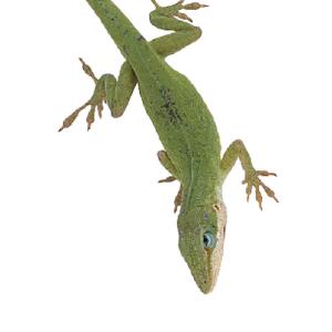 Ward's® Live Anoles (<i>Anolis carolinensis</i>)