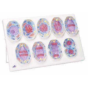 3B Scientific® Mitosis Model