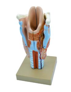 Dissectible larynx