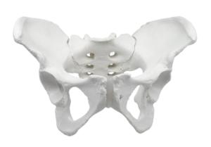 Pelvis models