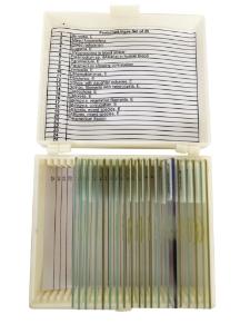 Slide set protozoa algae set20