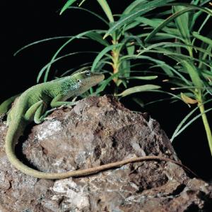 Ward's® Live Anoles (<i>Anolis carolinensis</i>)