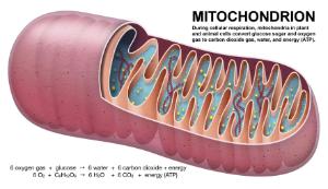 Photosynthesis and respiration model set