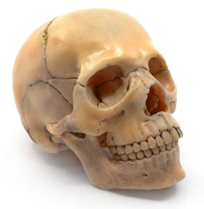 Model mini skull, natural